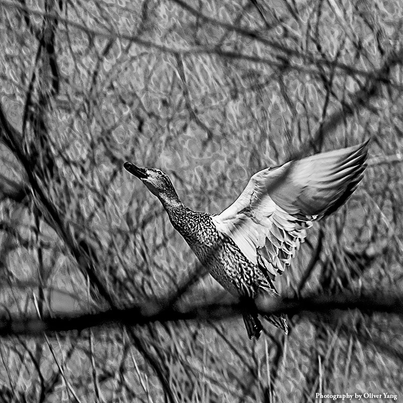 ��Խ����