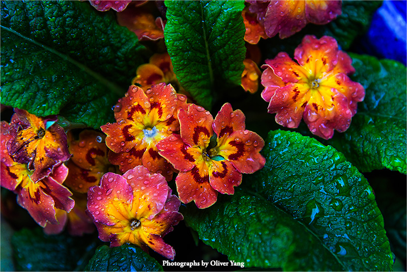 �ϸ��ӡ���ͷ���л����飩