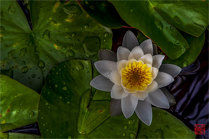 忆江南·藏头（今天教师节）